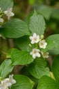 Japanese Weigela coraeensis Alba, with white funnel-shaped flowers